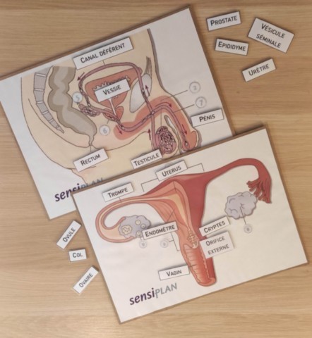fertilité1